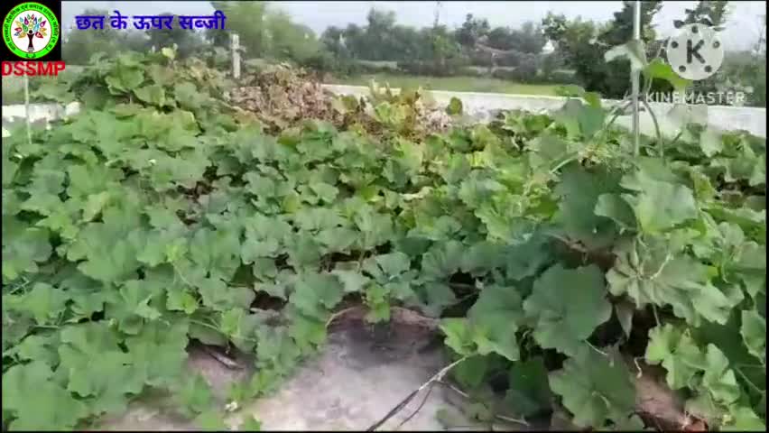 घर के छत में कैसे उगाई जा सकती है सब्जी, जाने जैविक कृषि विशेषज्ञ बिहारीलाल साहू से #dss mp