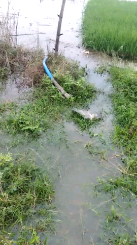भैरवी जिला से डैम का स्तर बढ़ने से किसानों का भारी नुकसान धान का फसल पूरा डूब गया यह नावाडीह का है#महंगाई #nawadih