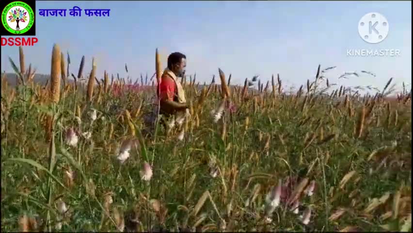 बाजरा की प्रायोगिक फसल, जिला डिण्डोरी में, जाने इसके बारे में Organic Expert Bihari Sahu ji #dss mp