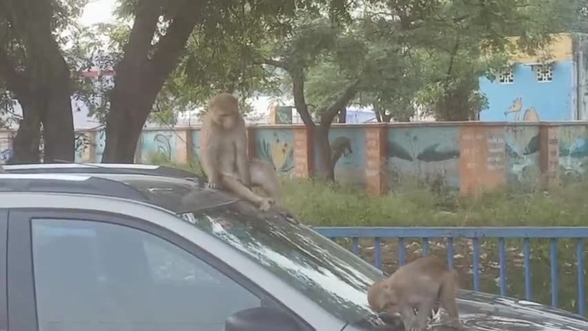 जब #बंदरों ने किया कार पर #कब्जा देखिए फिर क्या हुआ