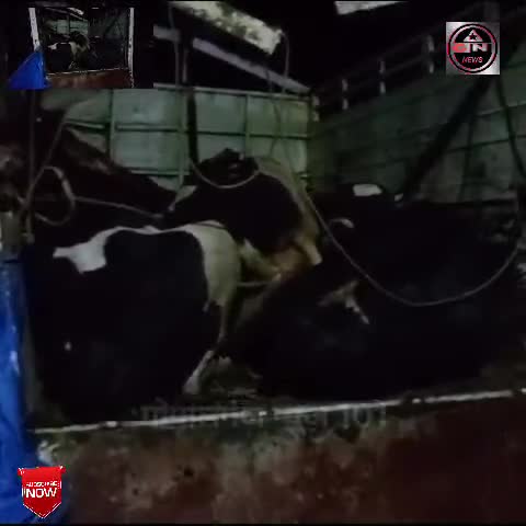 मावेशियों के साथ पिकअप जब्त। पशु तस्कर फरार। 
#gopalvanjnews #gopalpur #hathuahalchal #gopalganj_news #bihar_news
