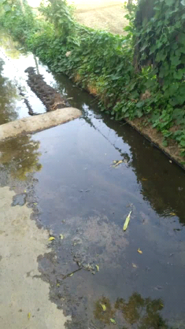 मुरैना: mungawali santa mai naliya road par chal rhi hai our Pani ka nikash nhi hai
#collectormorena #aajatak