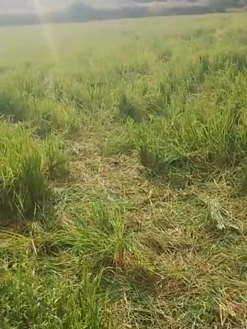 उदयपुर: #हाथियों की दल ने किसानों की खेती को पहुंचाया नुकसान 
#hathi #हाथी #नुकसान #खेती