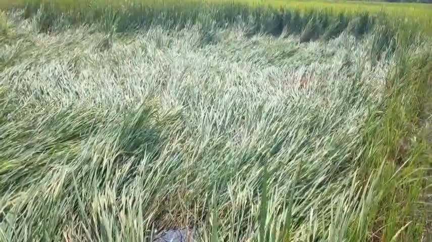 घोसी: सोमवार की रात आए आंधी तूफान से किसानों की धान की फसल गिरकर हुई बर्बाद