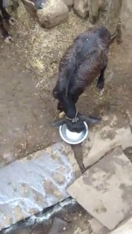 without mom's daughter while having milk 😭
please love nature and it's part
gram jhanda 
#nagwanshishivamkewat
#animal