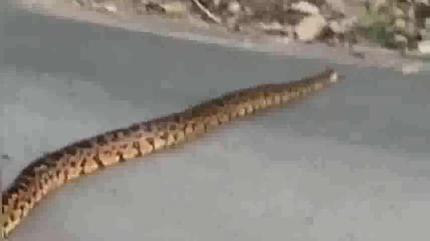 मोरनी: गांव खेड़ा बागड़ के नजदीक सड़क पर दिखा कई फुट लंबा अजगर, वीडियो हुआ सोशल मीडिया पर वायरल