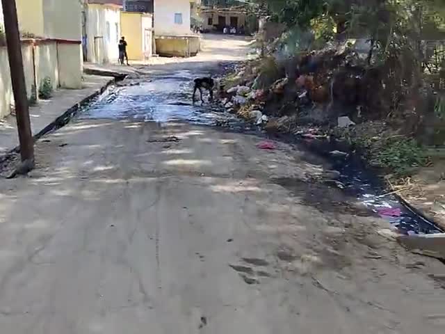 पोलायकलां: ग्राम हडाल कला में सहकारी विश्व विद्यालय के सामने का कचरा #सफाई #अभियान