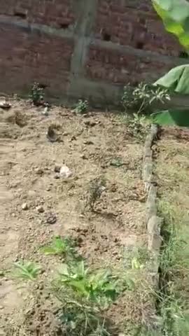 महर्षि विश्वामित्र फाउंडेशन की तरफ से सघन वृक्षारोपण अभियान मूर्त रूप देते शाहाबाद संयोजक रविराज।🙏🙏🎉🎉 #maharshivishawamitrafoundation महर्षि विश्वामित्र फाउंडेशन