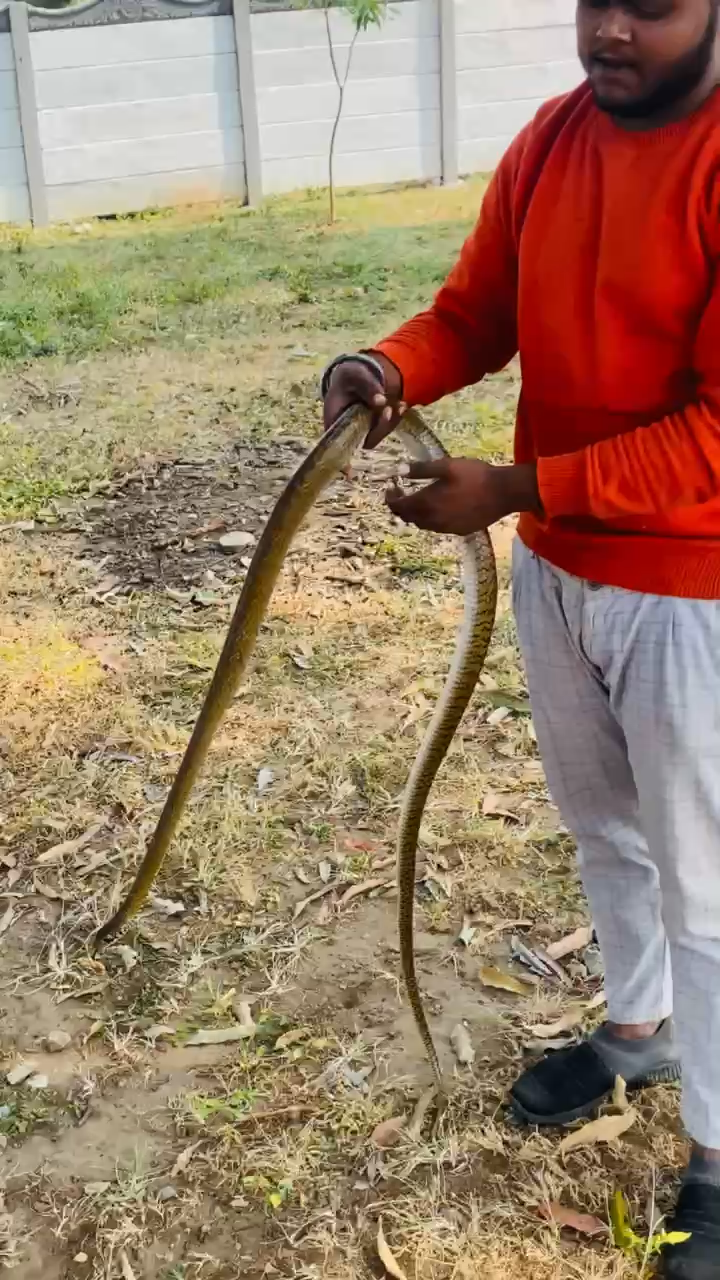 घोड़ाडोंगरी: आज हमने घोड़ाडोंगरी से दामन साप को rescue kiya jo की सात feet का था
 #snake #bjp