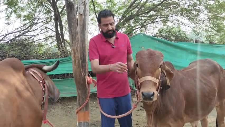 सभी साथियों को गोवर्धन पूजा और विश्वकर्मा दिवस की हार्दिक शुभकामनाएं। सभी साथियों से अपील है कि पशु,पक्षी और प्रकृति की सेवा करें 🙏

#गोवर्धन_पूजा #विश्वकर्मा_जयंती #पानी_का_धर्मयुद्ध #SYLCanal #रोहतक #हरियाणा #जयगौमाता #जय_श्रीकृष्ण