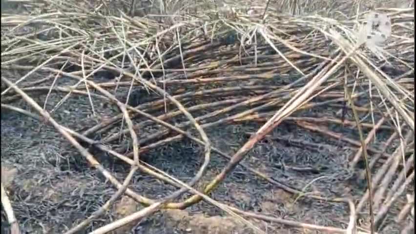 हुलासगंज: नारायणपुर गांव में गन्ना के फसल में आग लगने की घटना का राजद के शिष्टमंडल द्वारा लिया गया जायजा #आगजनी