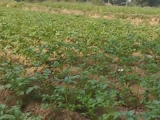 बाराचट्टी: आलू ka फसल हो रहा है 
#गया बिहार🙏🙏🙏