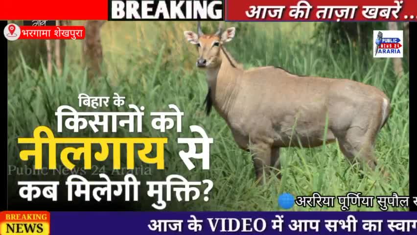 Araria भरगामा प्रखंड क्षेत्र में इन दिनों नील गाय के आतंक से किसान परेशान #bhiar#araria