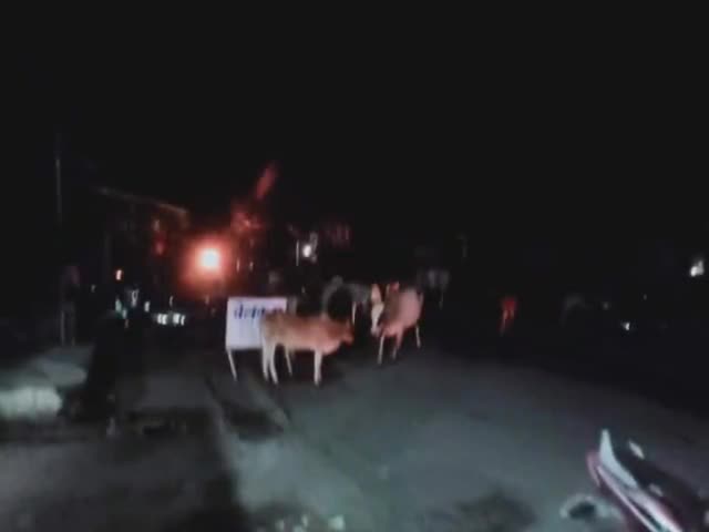 घोड़ाडोंगरी: #सारनी:सारणी क्षेत्र में आवारा पशु बीच रोड पर खड़े रहते हैं दिन और रात में आवारा पशु जवाबदार कौन जिम्मेदार कौन@
