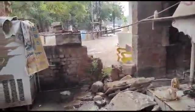 ग्वालियर गिर्द: जागृति नगर लक्ष्मीगंज ग्वालियर मैं दो सांड मैं लड़ाई हो गईं जिस से मंदिर मैं नुकसान हो गया #gwaliorcity