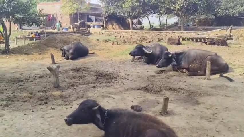 सहसवान:पालतू पशुओं में फैली खुरपा मुंहपका की बीमारी!पशुपालकों में बीमारी को लेकर दहशत #big_breaking #baduan #updatenew