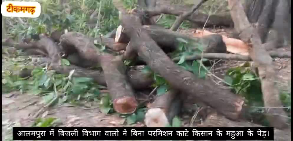 #आलमपुरा-#बिजली_विभाग द्वारा किसान के #काटे गए पेड़। #किसान को हुई #समस्या।