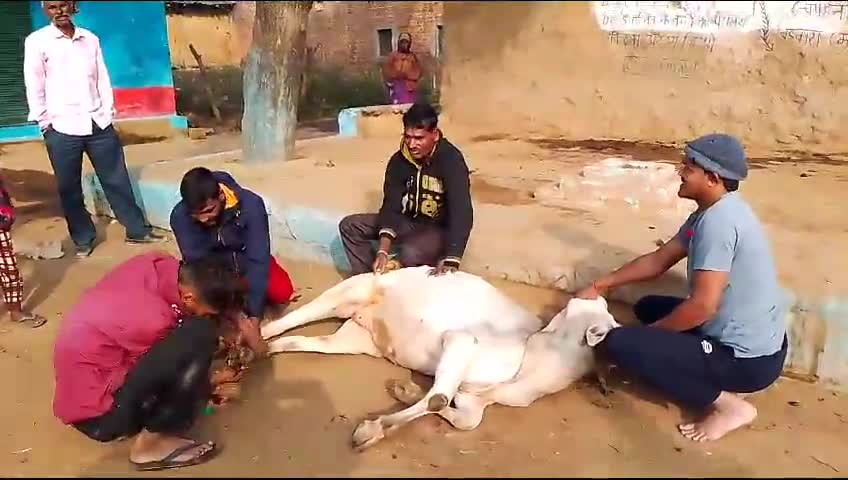 #बजरंगदल ने लिया घायल गाय का उपचार#!!
!!ग्राम चपहनी के बजरंगी को मिली जानकारी# विश्व हिंदू परिषद बजरंग दल बड़वारा""