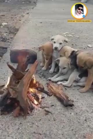 ठंड सभी को लगती है,
आइये इस सर्दी में गर्माहटें बांटते हैं.. 🐶
#doglover