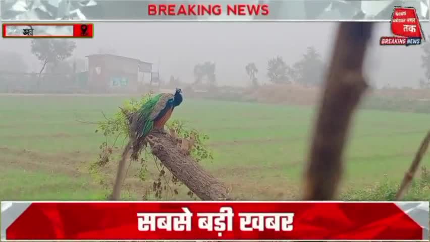 #यूपी में घने कोहरे का #अलर्ट, जारी रहेगी कड़ाके की #सर्दी, जानें #मौसम का हाल