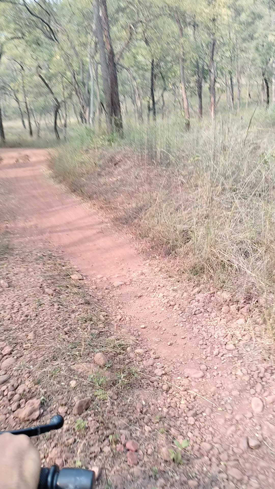 @नए बर्ष के दिन पर्यटकों ने किया सतपुड़ा टाइगर रिजर्व का दीदार #देर शाम तक देखे गए शेलानी