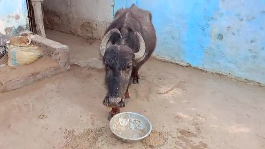 जैतपुर क्षेत्र के कर्रावन गांव में गुम सुधा भैंस बाधा है