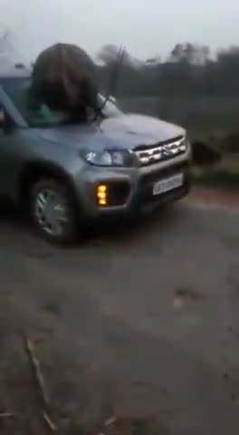 गाड़ी चलाते समय नीलगाय और आवारा जानवरों से सावधान रहे #सावधान