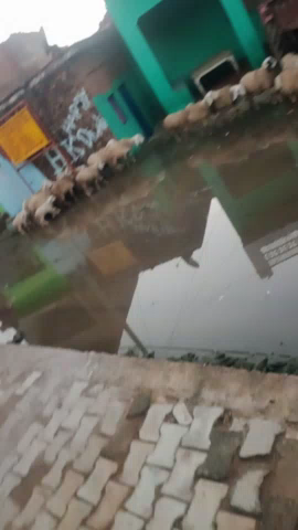 झांसी: जरबो में नाले को अवैध तरीके से बंद कर देने के कारण लोगो का निकला मुस्किल #dmjhansi #dmnewsmrj #barekingnews