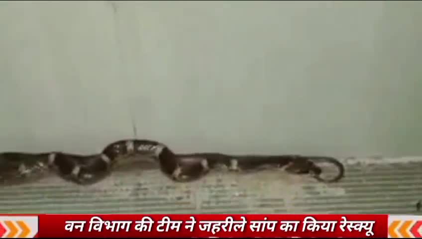 कुसमी: सीधी जिले कें जमोड़ी में एक मकान में घुसा जहरीला सांप, वन विभाग की टीम ने किया रेस्क्यू