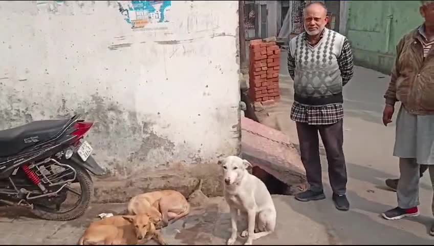 रामपुर: रामपुर में कुत्तों से स्थानीय लोग परेशान आए दिन बच्चों को बड़ों को अपने हमले का शिकार बना रहे है 
#rampurnews