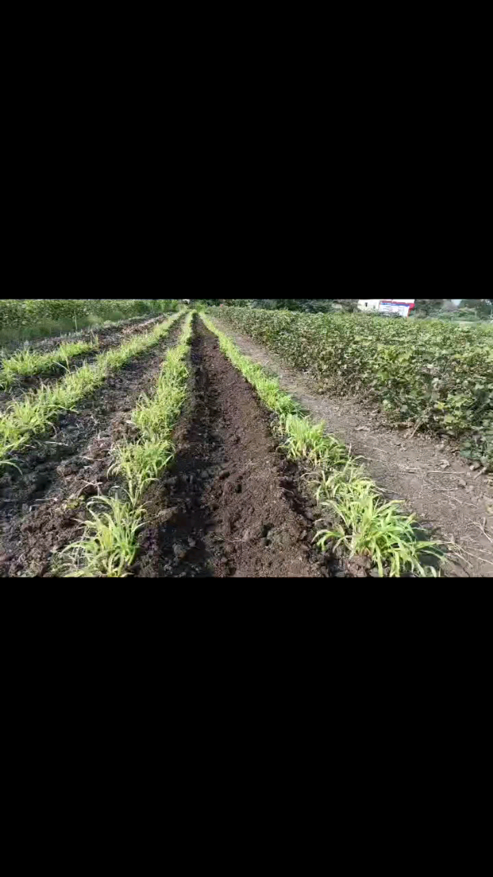 #Petrol #Engine #Power #Weeder With Ridger attachments. Call-9999087359 Add-MK Krishi Yantra, #Bhootpuri, #Bijnor, U.P.