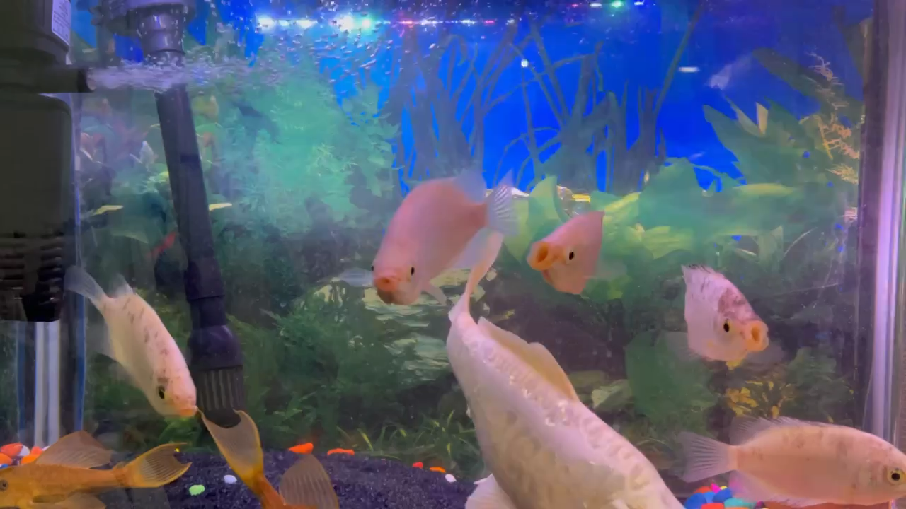 My fishes. #fish #aquarium #aquariumfish