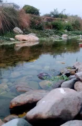 देहरादून की #रिस्पना_नदी अभी भी है जाखन में #जिंदा मगर सरकार का इस और ध्यान ही नहीं?