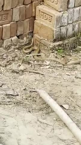 Guess this snake
#snake #snakelover #snakes #cornsnake #serpent #reptilelover #reptile #turtle #cobra