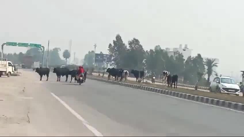 गदरपुर~ दुर्घटनाओं का कारण बन रहे हैं आवारा घूमने वाले गोवंशीय पशु