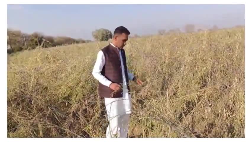 #हरियाणा #प्रदेश  #ओलावृष्टि #मुआवजा #योगबीर #सांगवान #फसल