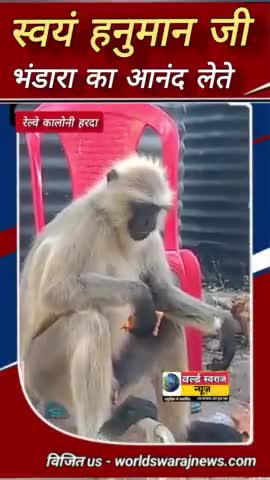 #हरदा #हनुमान जी भंडारे का आनंद लेते #reel #news #viral #shorts #short #viralshorts #शिवरात्रि