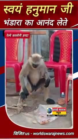 #हरदा #हनुमान जी भंडारे का आनंद लेते #reel #news #viral #shorts #short #viralshorts #शिवरात्रि