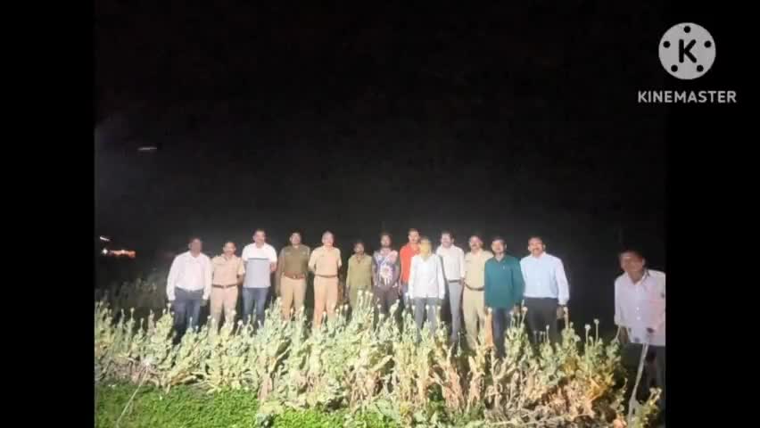 दौंड: डाळींब येथे अफूच्या शेतीवर यवत पोलिसांचा छापा ,  २,३८,३६८ रुपयांचा मुद्देमाल जप्त करत एका इसमावर गुन्हा दाखल