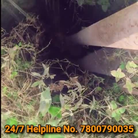 Puppy Rescue from Borewell After 3 Days | Fatehpur #animalrescue #dogrescue