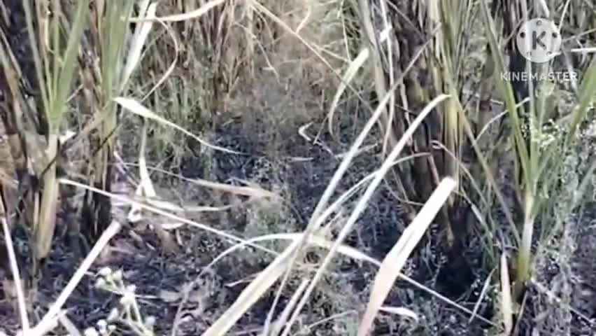 भोर: ससेवाडी येथील शेतकऱ्याचा ऊस जळून खाक