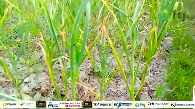 जानिए लहसुन की खेती कब और कैसे करें, A to Z जानकारी

#garlicfarming #garlic #agriculure #farmers