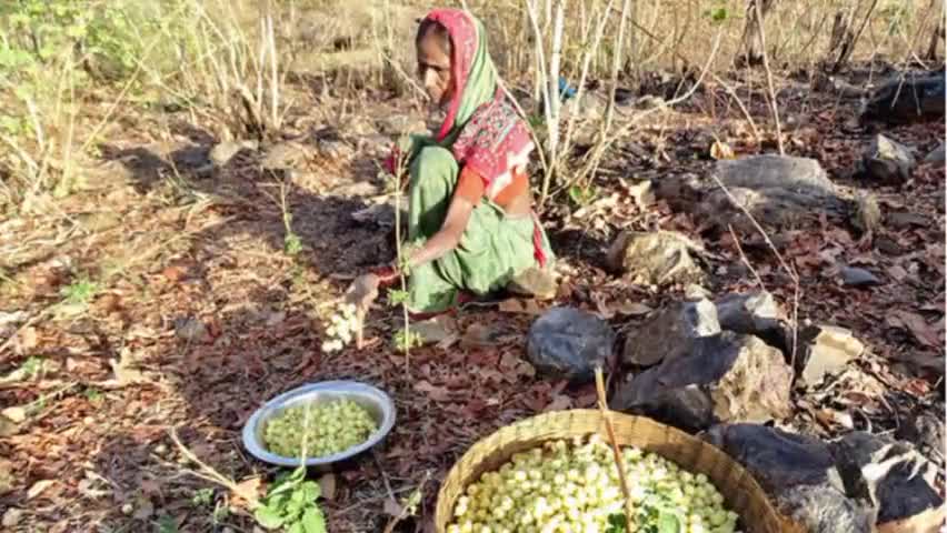 सोनहत: मौसमी असर से महुआ संग्रहण प्रभावित खरीदी में उछाल सोनहत विकासखंड स्तर पर विगत दो तीन दिनों से मौसम के बदलते तेवर l