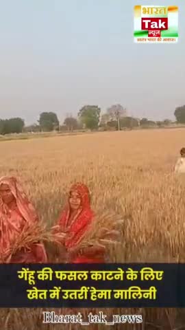 चुनाव प्रचार के दौरान गेंहू की फसल काटती नजर आई हेमा मालिनी

#hemamalini #digitalvideos #viral #news #mathura
