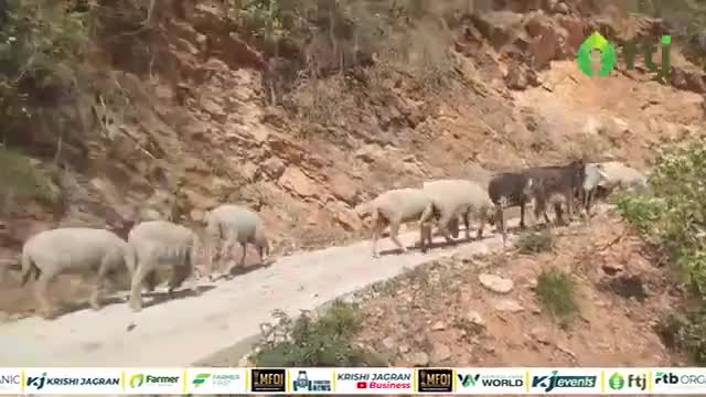 एक बकरी की कीमत 40 हजार, भेड़-बकरी का बिजनेस करने वाले युवा किसान से मिलिए
#farming #sheepfarming
