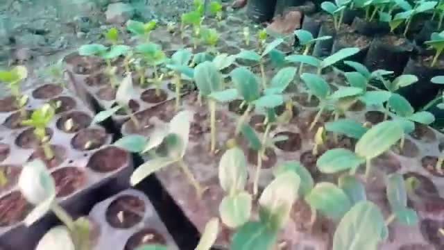 Nursery Management: बढ़ते हुए तापमान से अपनी नर्सरी को कैसे बचाएं

#agriculure #farming