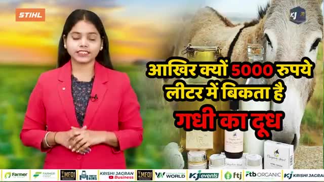 जानें आखिर क्यों 5000 रुपये लीटर में बिकता है गधी का दूध 

#donkeymilk #donkeys #milkproduct #business