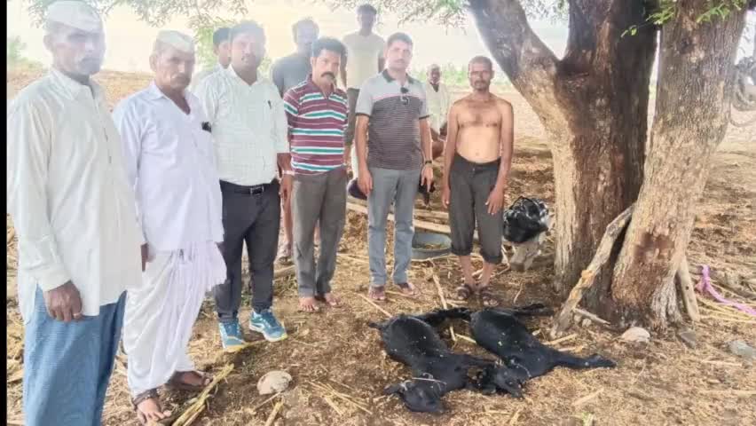 ನಿಡಗುಂದಿ: ಹಾಲಿಹಾಳದಲ್ಲಿ ಸಿಡಿಲು ಬಡಿದು 2 ಕುರಿಗಳು ಸಾವು