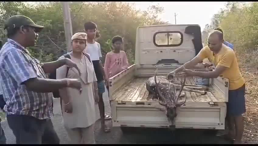 పలాస: మందసలో జనావాసాల్లోకి ప్రవేశించిన జింక, పట్టుకుని మహేంద్రగిరిలోని అటవీ ప్రాంతంలో విడిచిపెట్టిన అధికారులు
