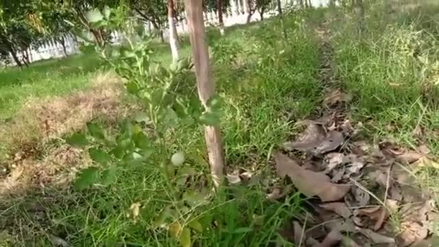बेल वाले टमाटर को इस प्रकार से लगाये
#tomatoes #agriculture #farming